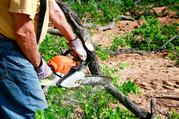 Professional Tree Service in Clearwater, KS